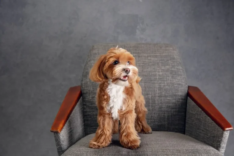 Goldendoodle Lifespan Essential Insights
